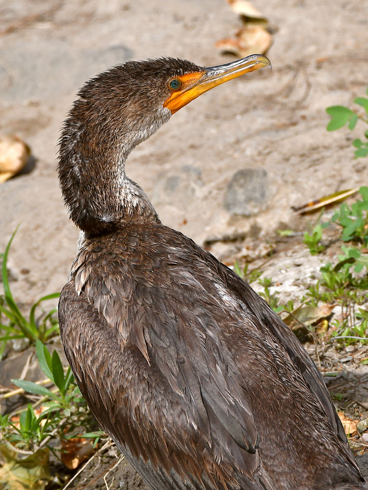 Cormorant5.jpg