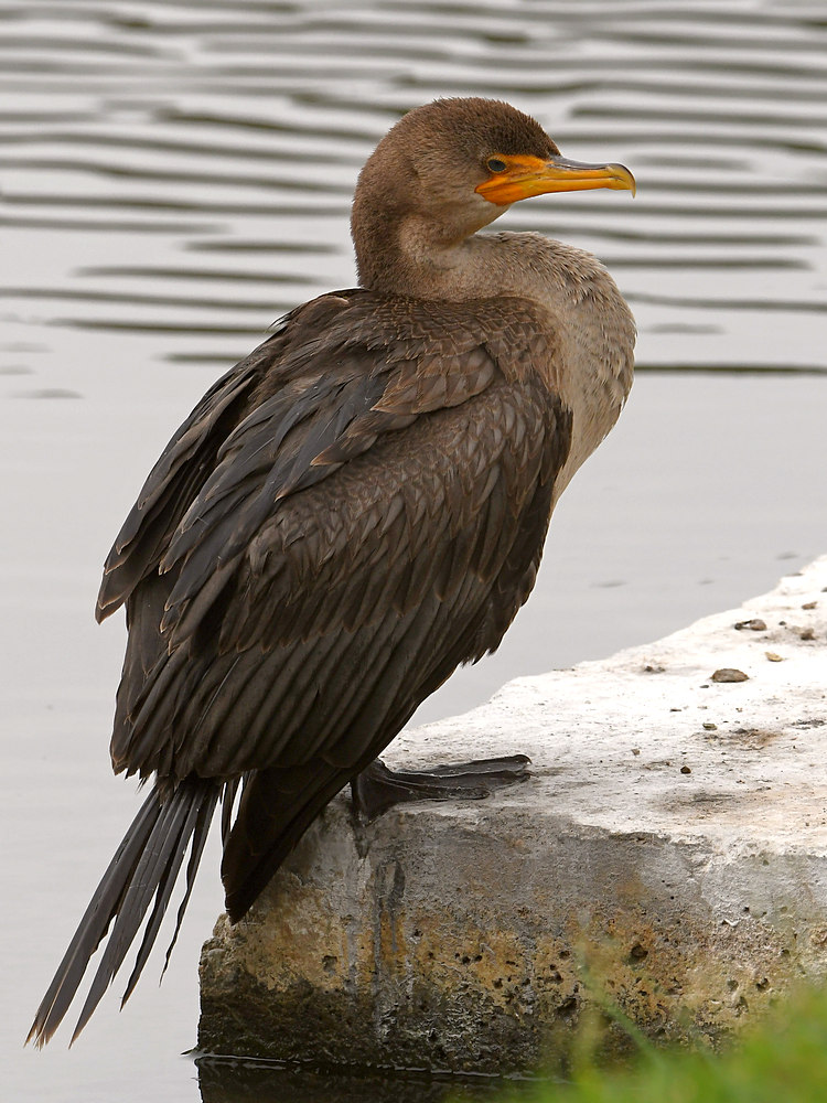 Cormorant5.jpg