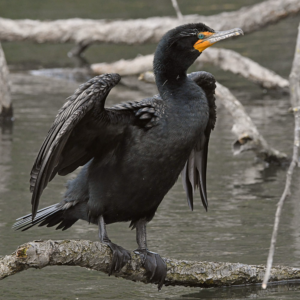 Cormorant5.JPG