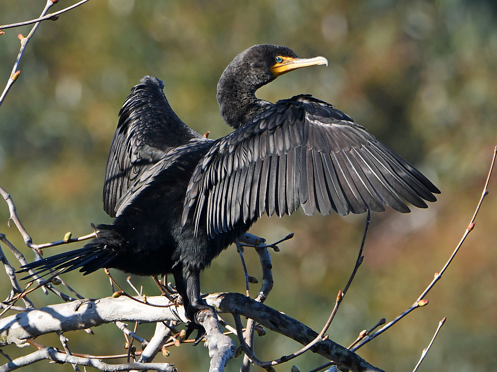 Cormorant5.jpg