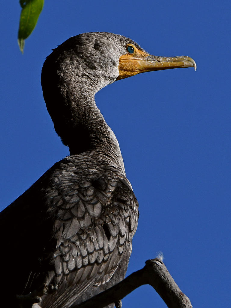Cormorant5.jpg