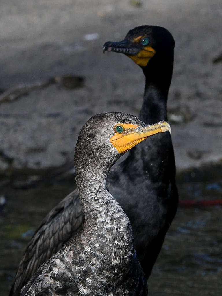 Cormorant5.jpg