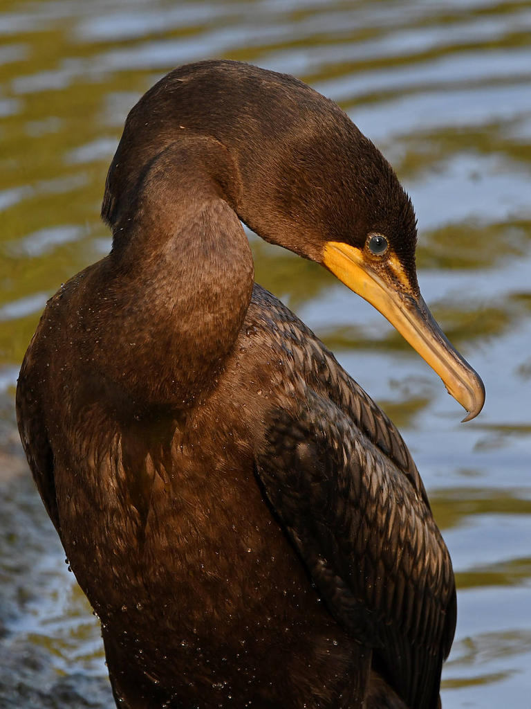 Cormorant5.jpg