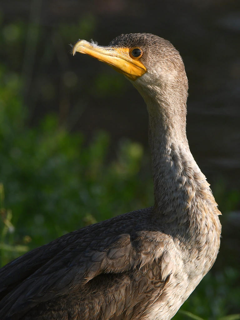 Cormorant5.jpg