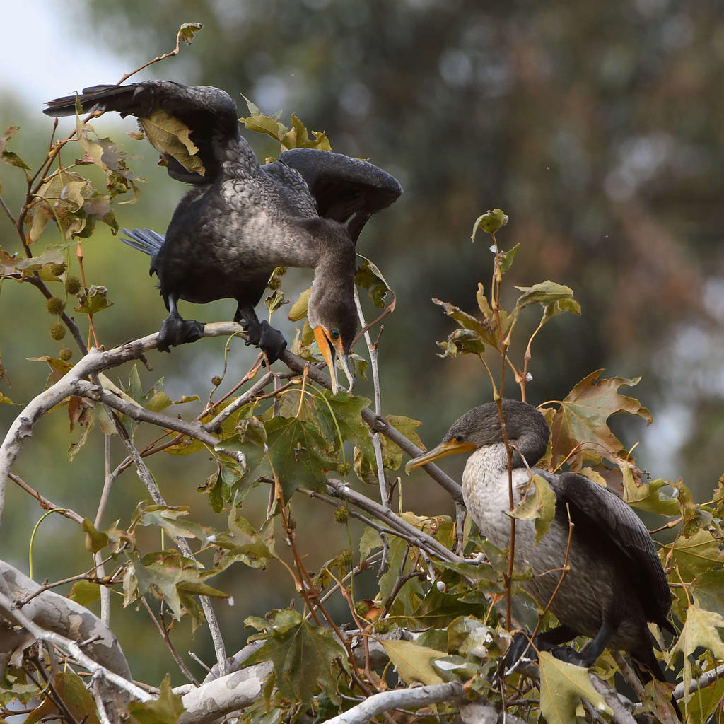 Cormorant5.jpg