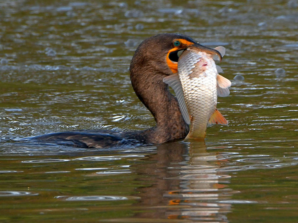 Cormorant5.jpg