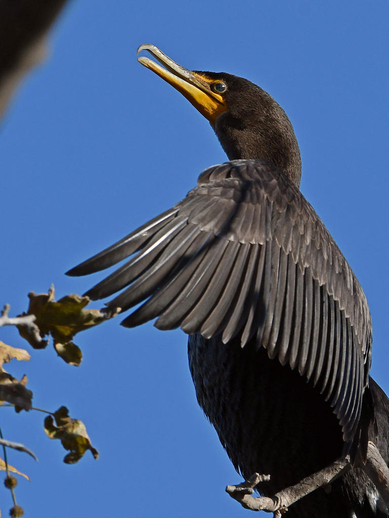 Cormorant5.jpg