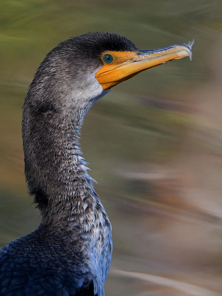 Cormorant5.jpg