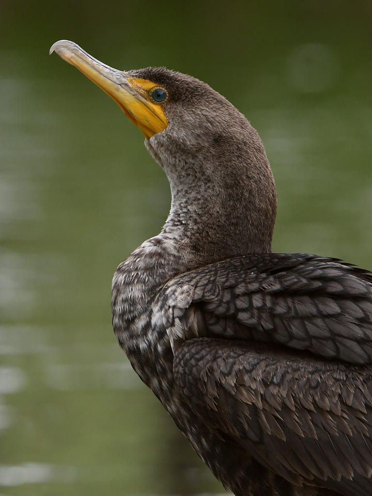 Cormorant5.jpg