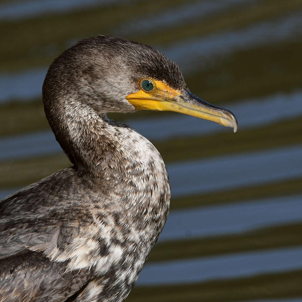 Cormorant5.jpg