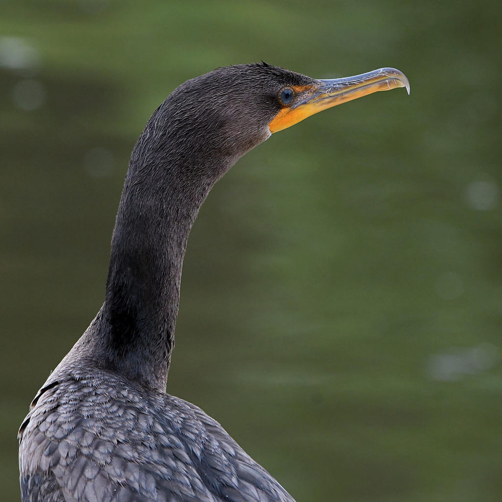 Cormorant5.jpg