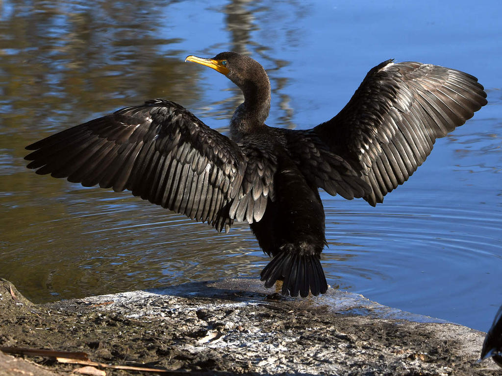 Cormorant5.jpg