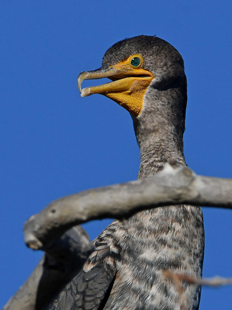 Cormorant5.jpg