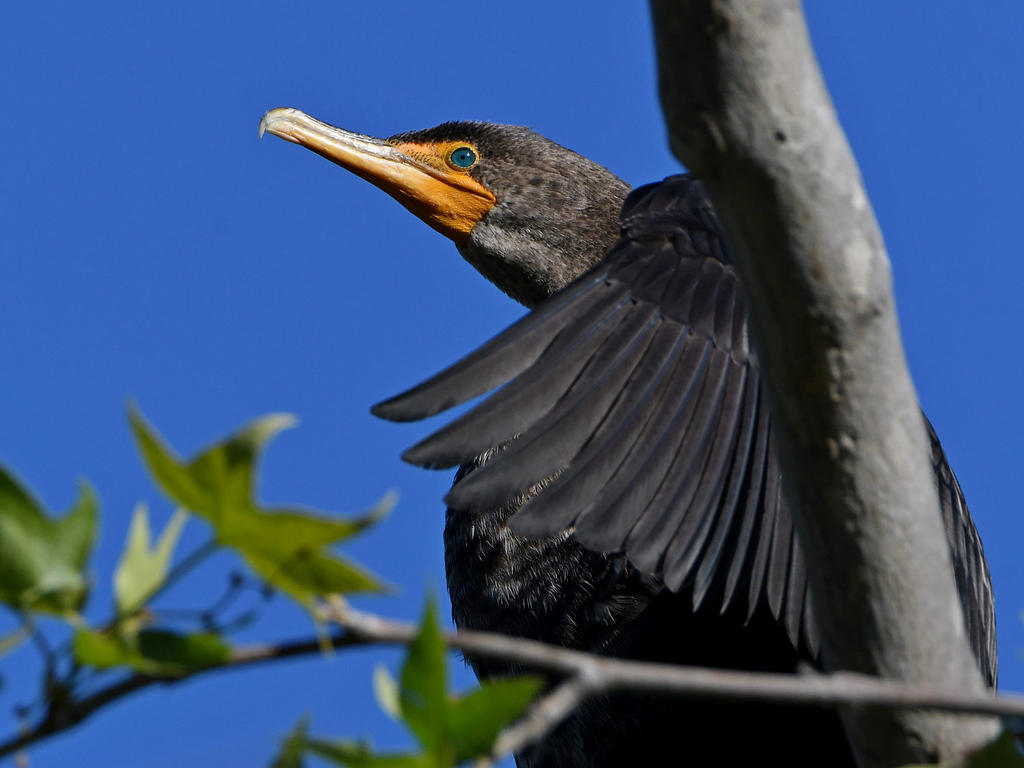 Cormorant5.jpg