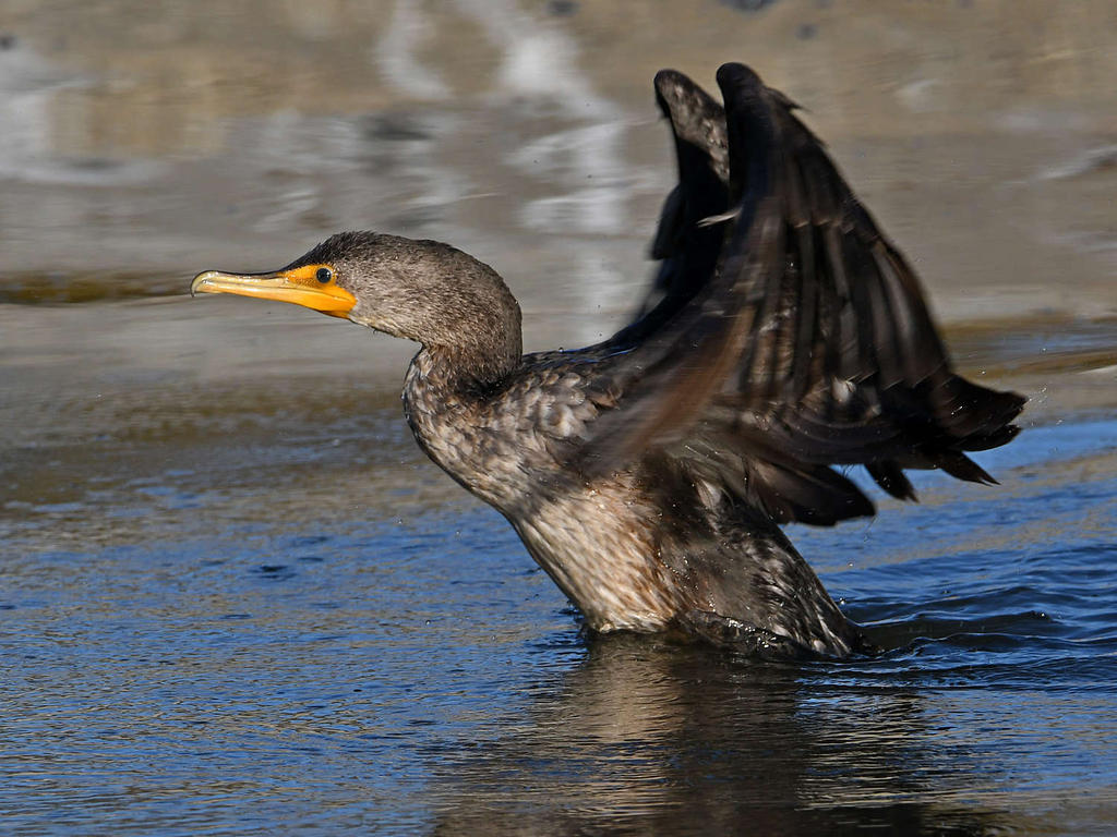 Cormorant5.jpg