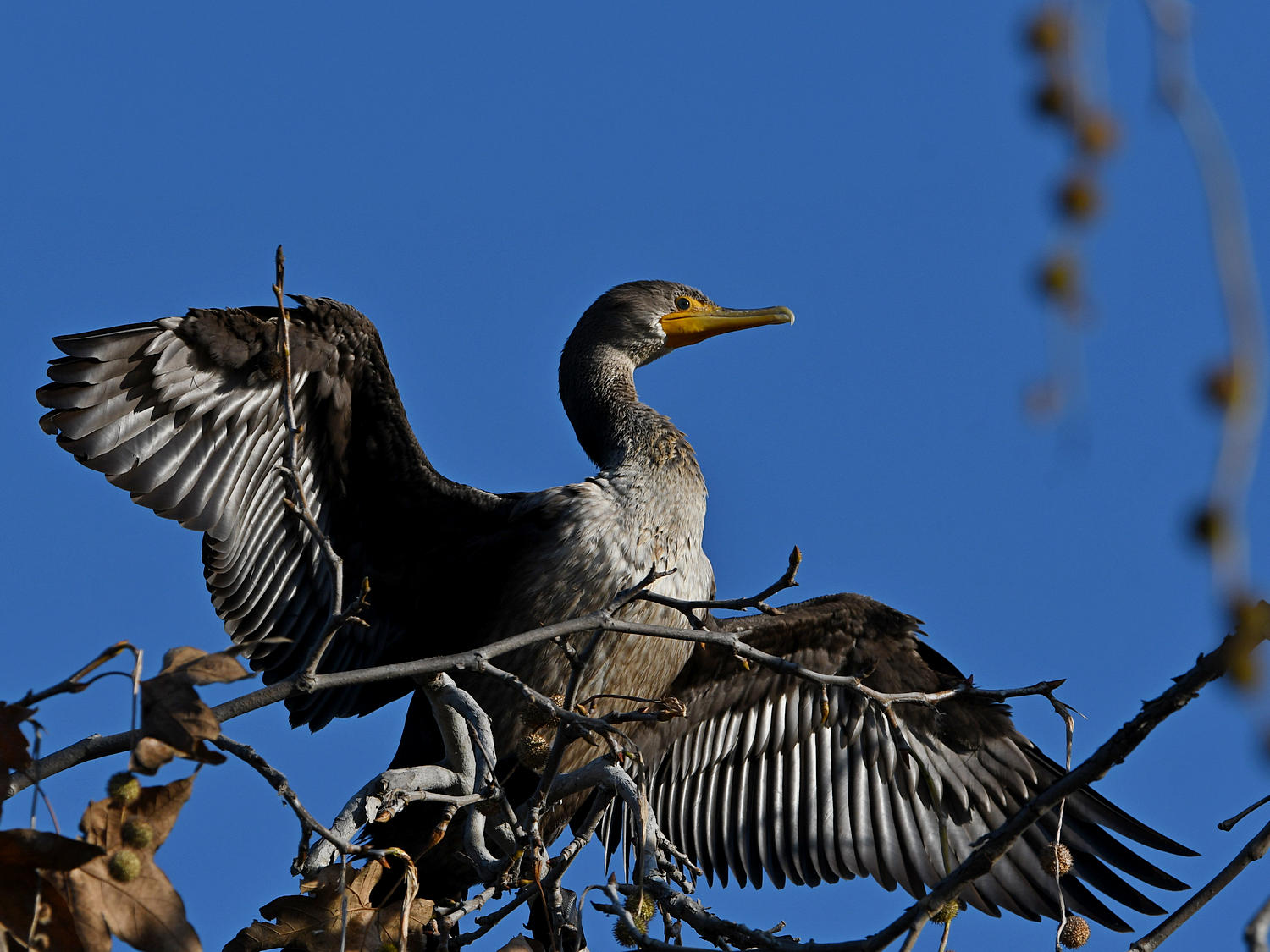 Cormorant5.jpg