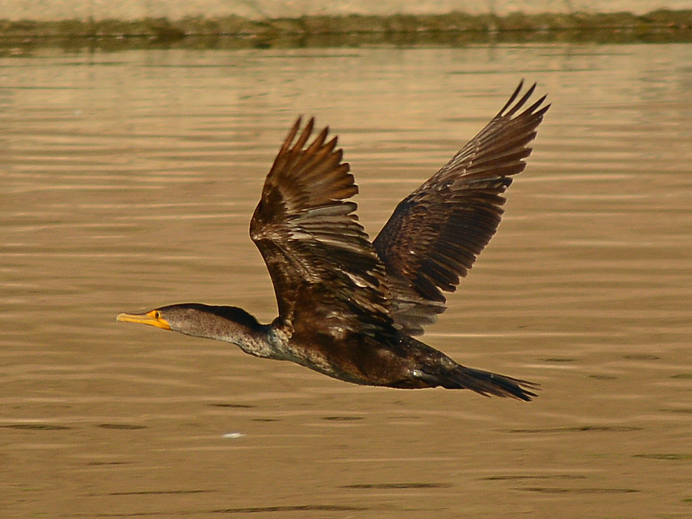 Cormorant5.jpg