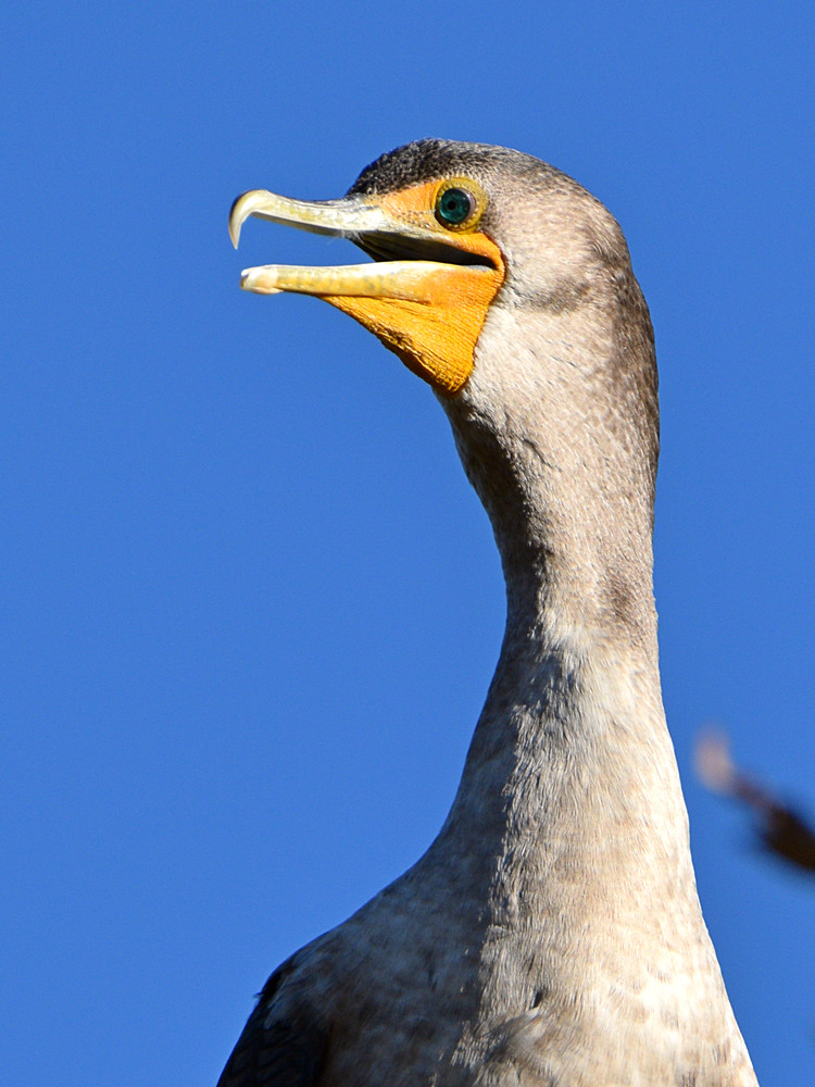 Cormorant6.jpg