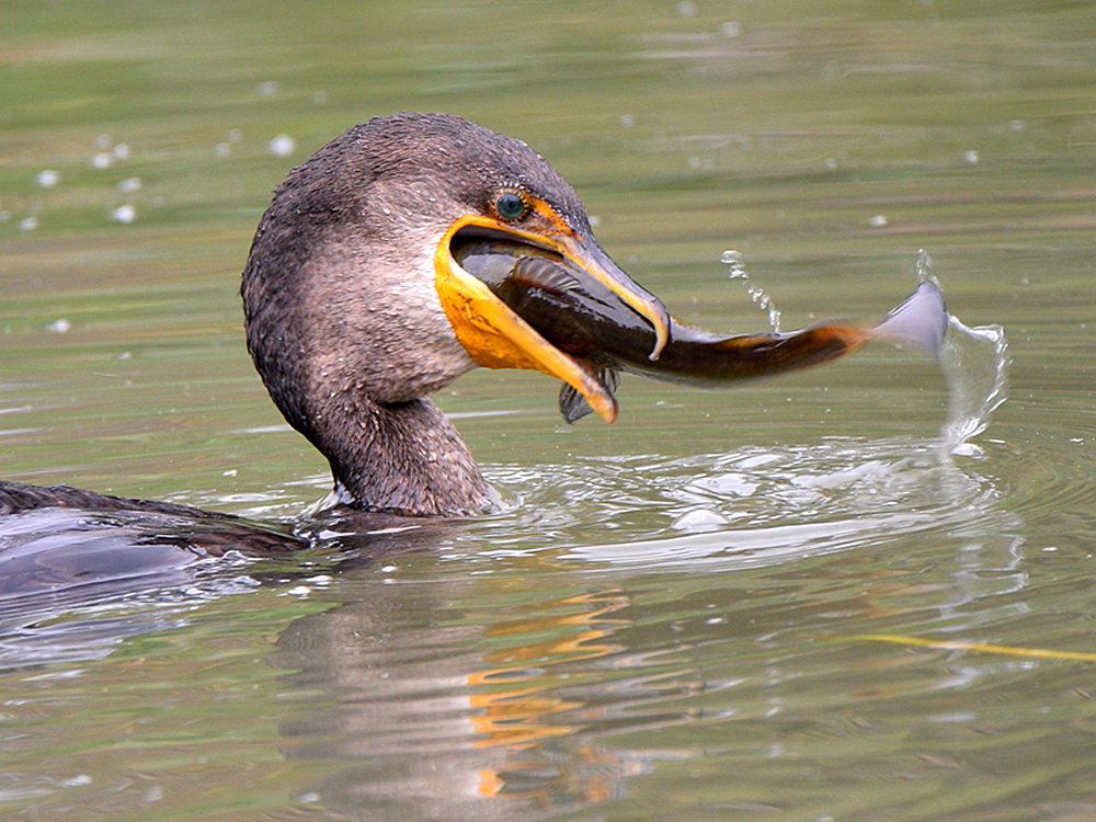 Cormorant6.jpg