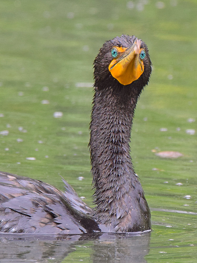 Cormorant6.jpg