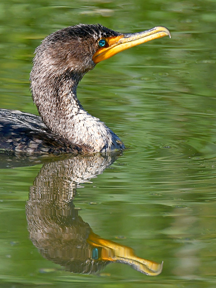 Cormorant6.jpg