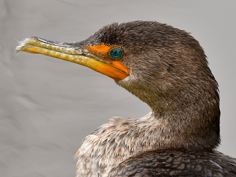 Cormorant6.jpg