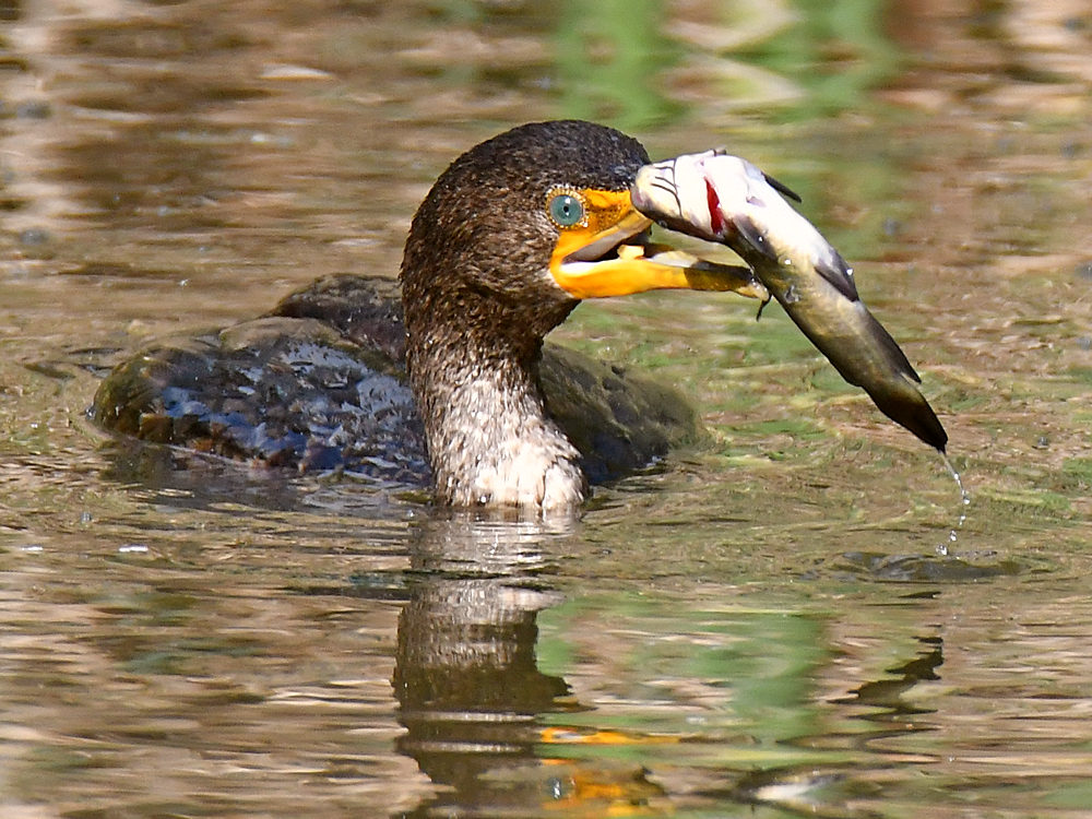 Cormorant6.jpg