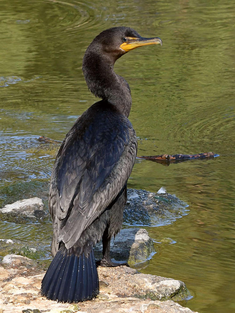 Cormorant6.jpg
