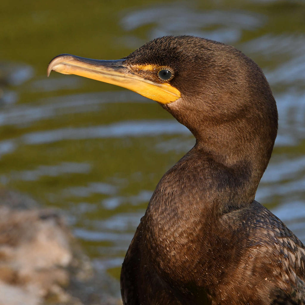 Cormorant6.jpg