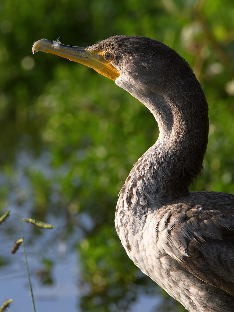 Cormorant6.jpg