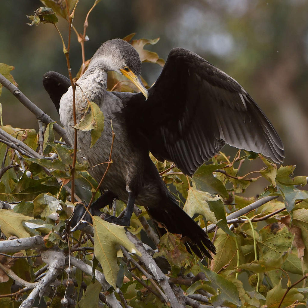 Cormorant6.jpg
