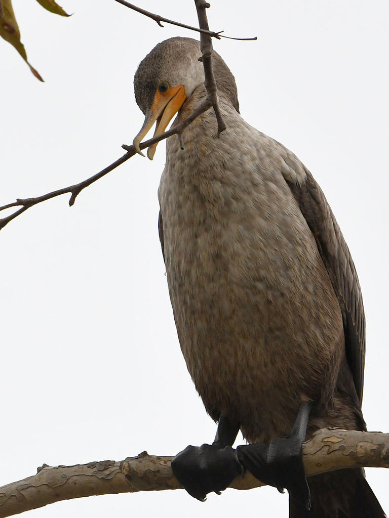 Cormorant6.jpg