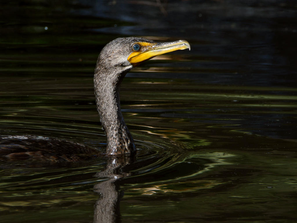 Cormorant6.jpg