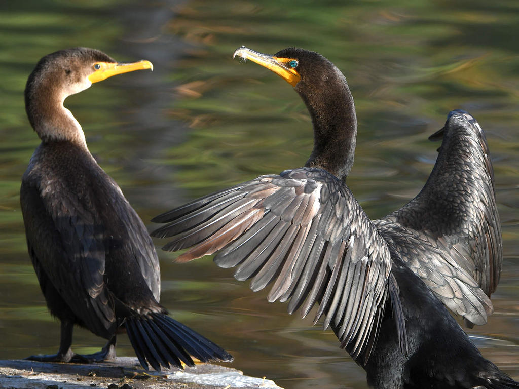 Cormorant6.jpg