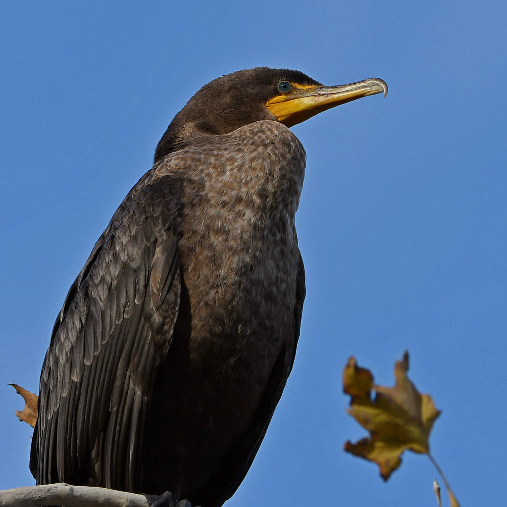 Cormorant6.jpg
