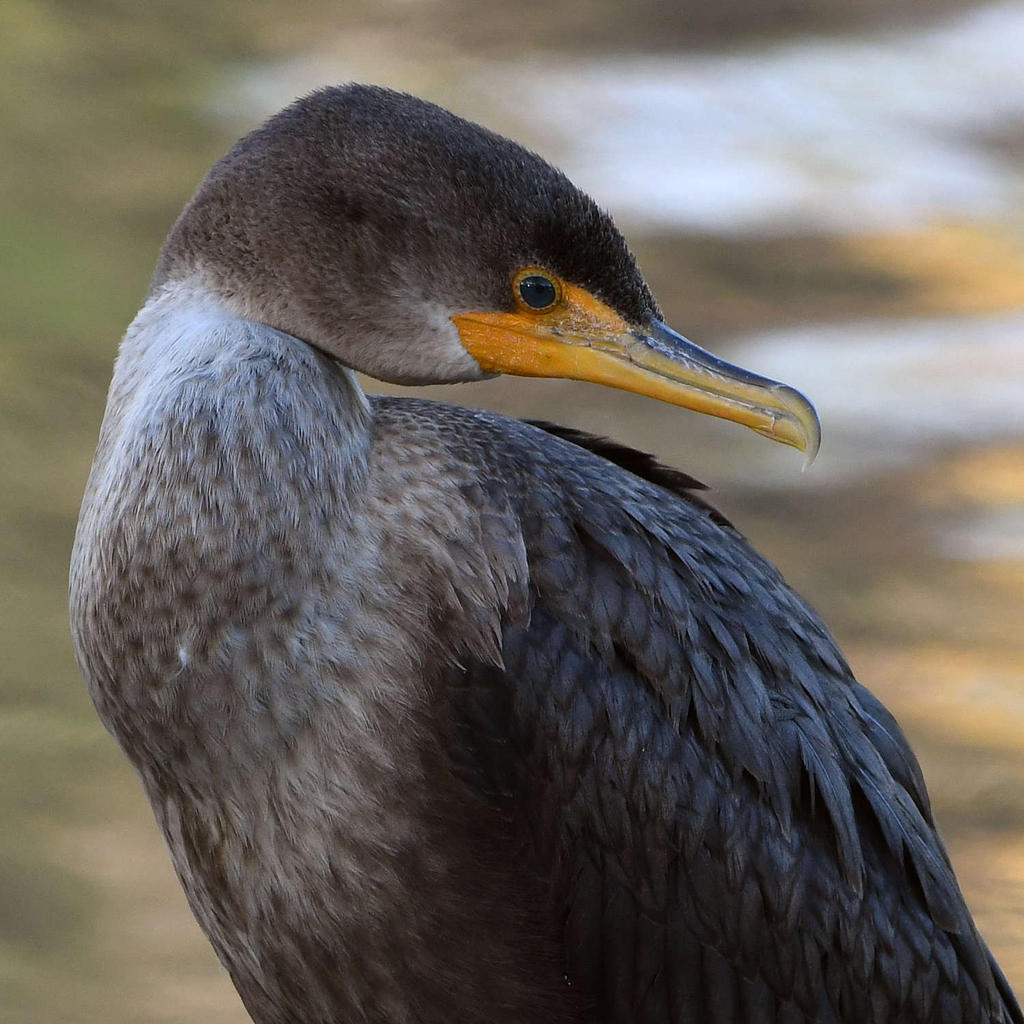 Cormorant6.jpg