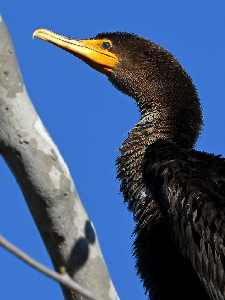 Cormorant6.jpg