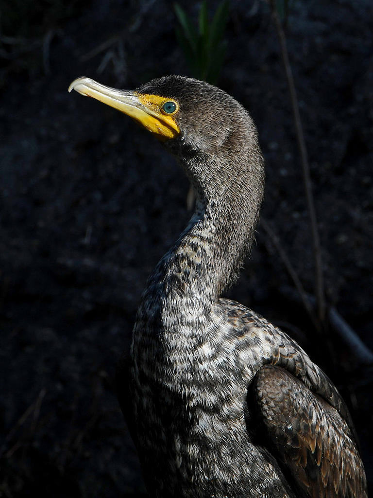 Cormorant6.jpg