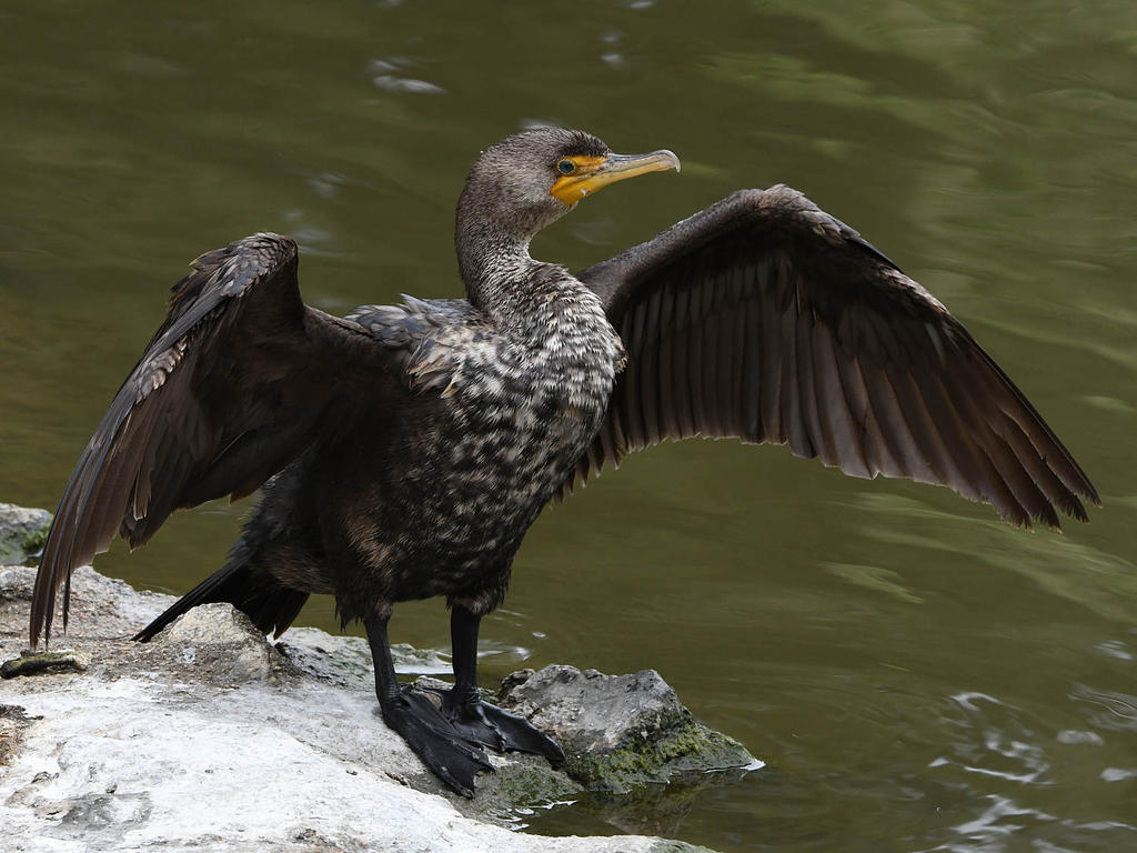 Cormorant6.jpg