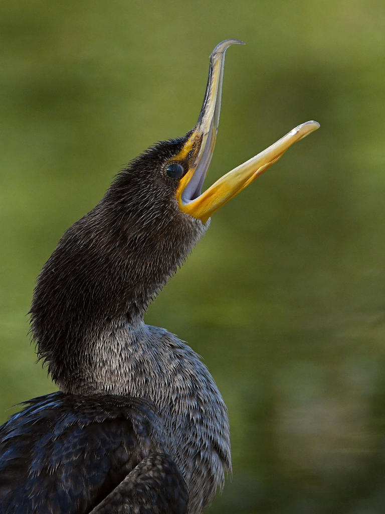 Cormorant6.jpg