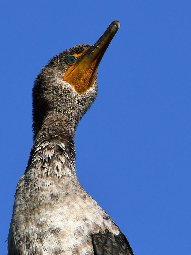 Cormorant6.jpg