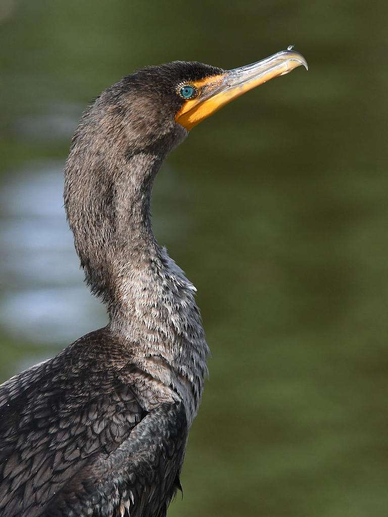 Cormorant6.jpg