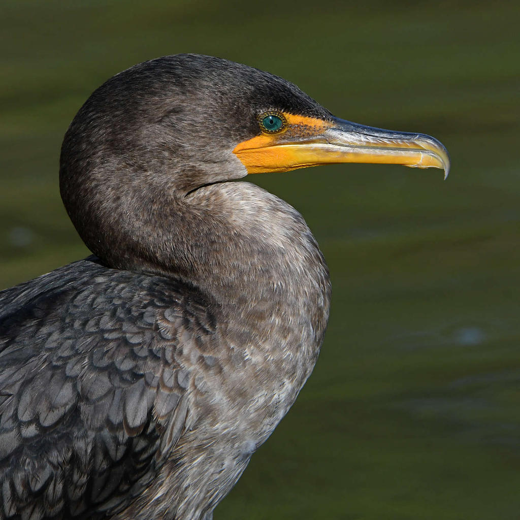 Cormorant6.jpg