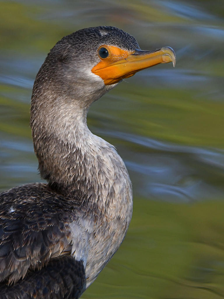 Cormorant6.jpg