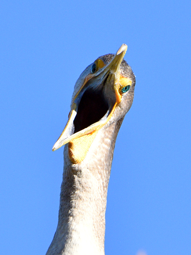 Cormorant7.jpg