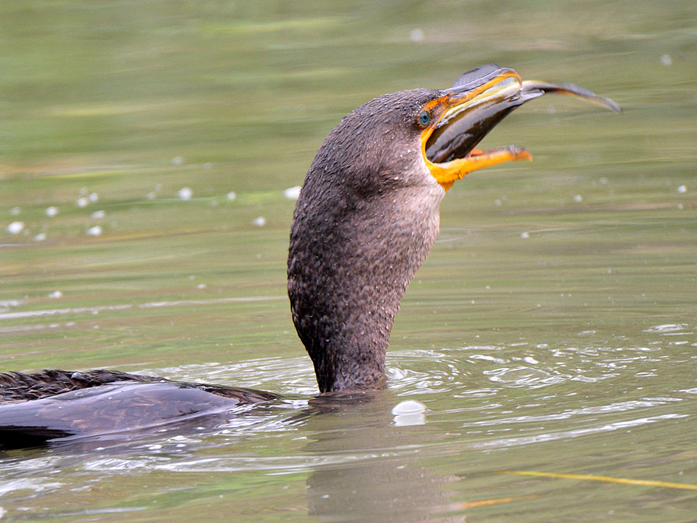 Cormorant7.jpg
