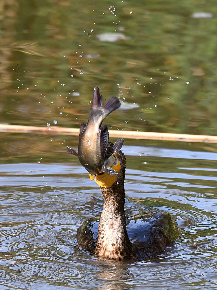 Cormorant7.jpg