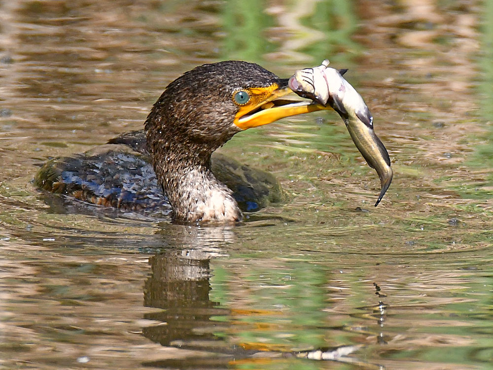 Cormorant7.jpg