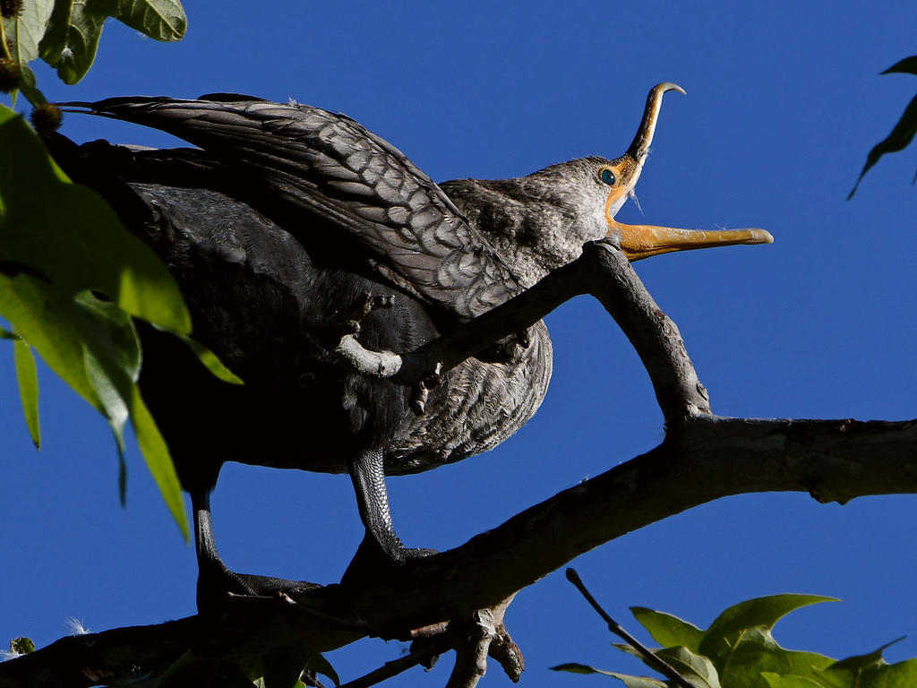Cormorant7.jpg