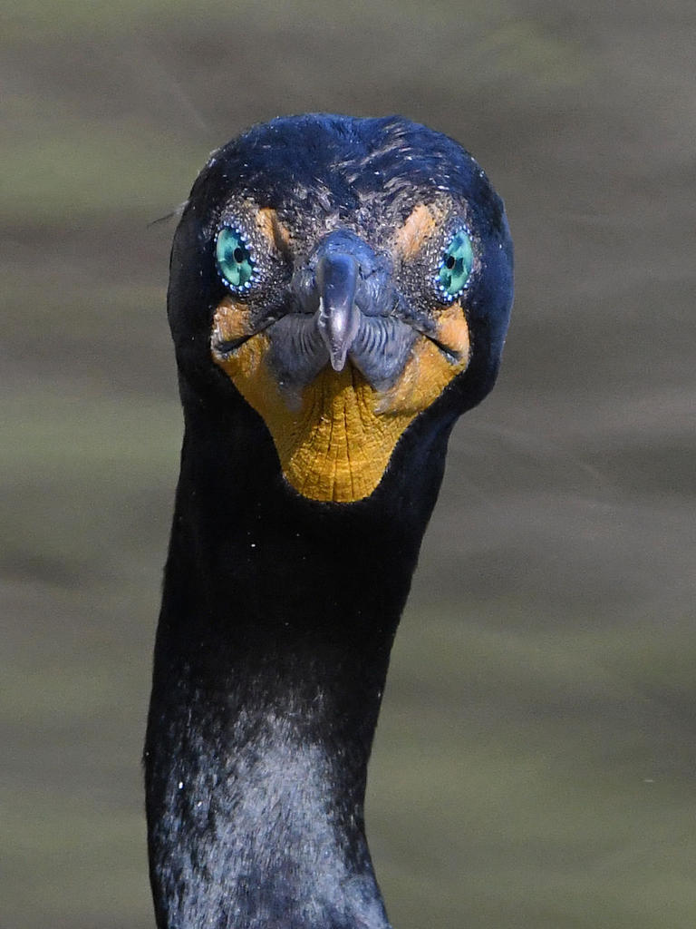 Cormorant7.jpg